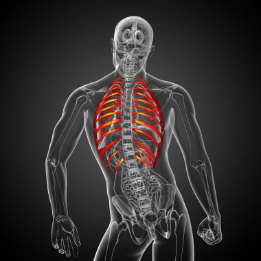 Göğüs kafesi 3D render tıbbi çizimi 