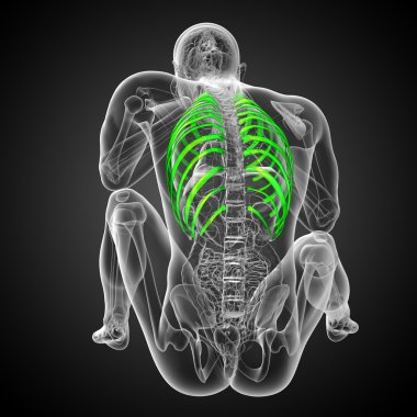 Göğüs kafesi 3D render tıbbi çizimi 