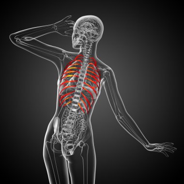 Göğüs kafesi 3D render tıbbi çizimi 