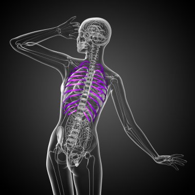 Göğüs kafesi 3D render tıbbi çizimi 