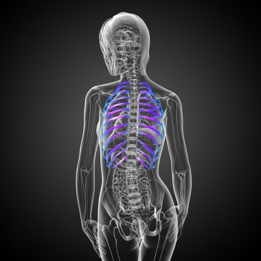 Göğüs kafesi 3D render tıbbi çizimi 