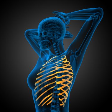 Göğüs kafesi 3D render tıbbi çizimi 