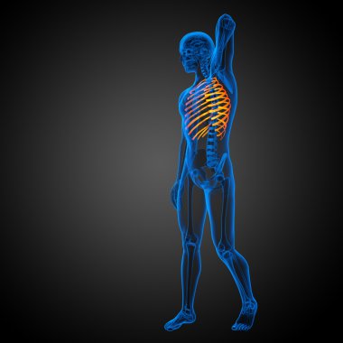 Göğüs kafesi 3D render tıbbi çizimi 