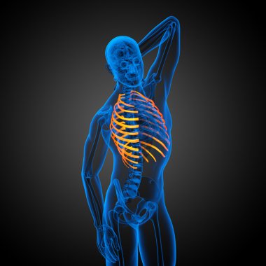 Göğüs kafesi 3D render tıbbi çizimi 