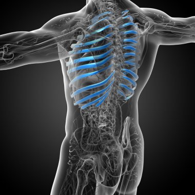 Göğüs kafesi 3D render tıbbi çizimi 