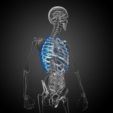 Göğüs kafesi 3D render tıbbi çizimi 