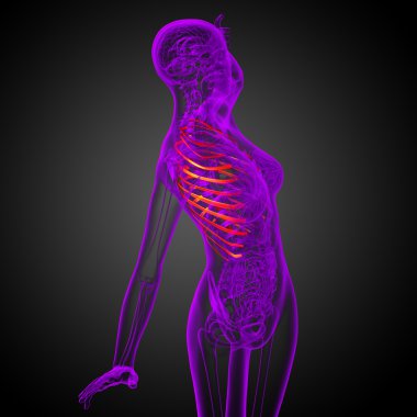 Göğüs kafesi 3D render tıbbi çizimi 