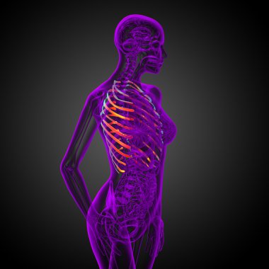 Göğüs kafesi 3D render tıbbi çizimi 