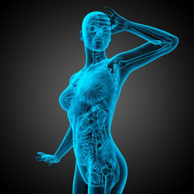 3D render Medikal illüstrasyon insan anatomi 