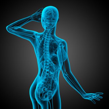 3D render Medikal illüstrasyon insan anatomi 