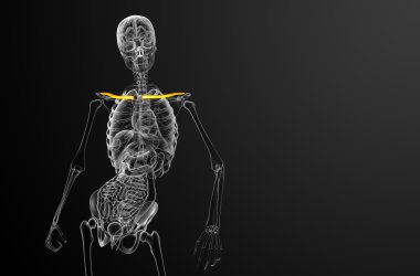 Köprücük kemiğin 3D render Medikal illüstrasyon 