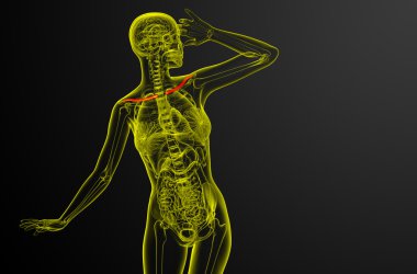 Köprücük kemiğin 3D render Medikal illüstrasyon 