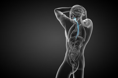 özofagus 3D render çizimi 