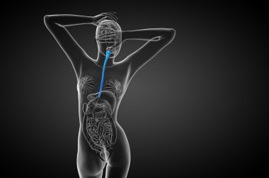 özofagus 3D render çizimi 