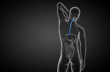 özofagus 3D render çizimi 