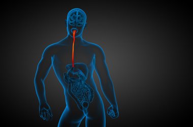 özofagus 3D render çizimi 