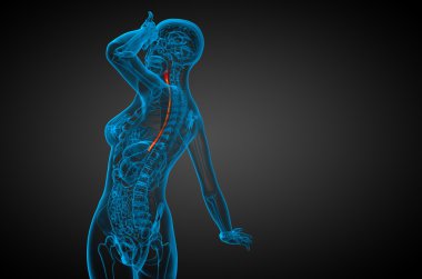 özofagus 3D render çizimi 