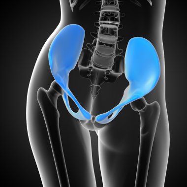 Leğen kemiğin tıbbi illüstrasyon 