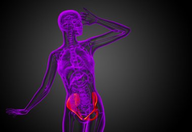 Leğen kemiğin tıbbi illüstrasyon 