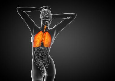 3D render Medikal illüstrasyon insan solunum sisteminin