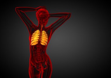 3D render Medikal illüstrasyon insan solunum sisteminin