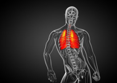 3D render Medikal illüstrasyon insan solunum sisteminin
