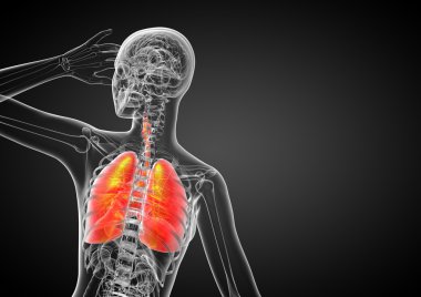 3D render Medikal illüstrasyon insan solunum sisteminin