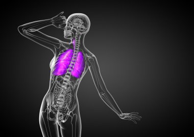 3D render Medikal illüstrasyon insan solunum sisteminin