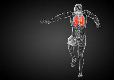3D render Medikal illüstrasyon insan solunum sisteminin
