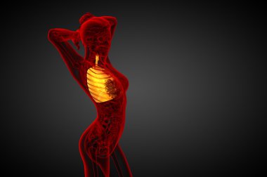 3D render Medikal illüstrasyon insan solunum sisteminin