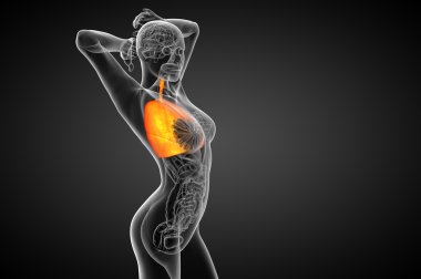 3D render Medikal illüstrasyon insan solunum sisteminin