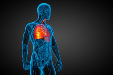 3D render Medikal illüstrasyon insan solunum sisteminin