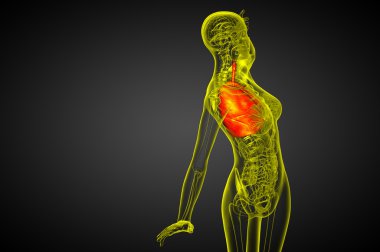 3D render Medikal illüstrasyon insan solunum sisteminin