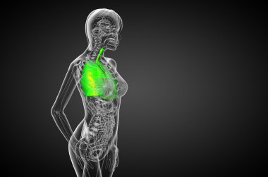 3D render Medikal illüstrasyon insan solunum sisteminin