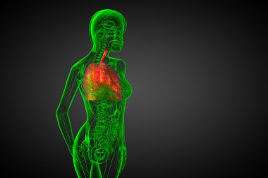 3D render Medikal illüstrasyon insan solunum sisteminin