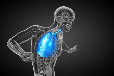 3D render Medikal illüstrasyon insan solunum sisteminin