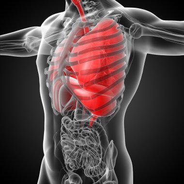 3D render Medikal illüstrasyon insan solunum sisteminin