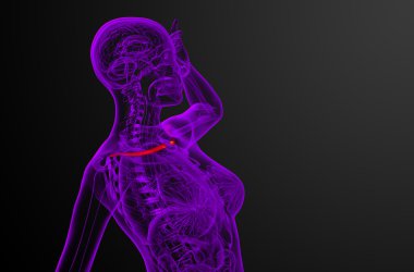 Köprücük kemiğin 3D render Medikal illüstrasyon 