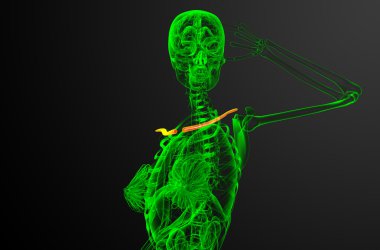 Köprücük kemiğin 3D render Medikal illüstrasyon 