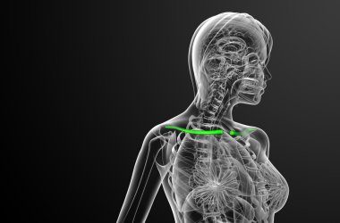 Köprücük kemiğin 3D render Medikal illüstrasyon 