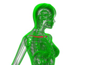 Köprücük kemiğin 3D render Medikal illüstrasyon 