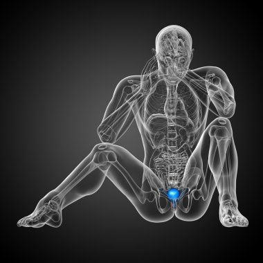 Mesane 3D render tıbbi çizimi 