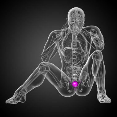 Mesane 3D render tıbbi çizimi 