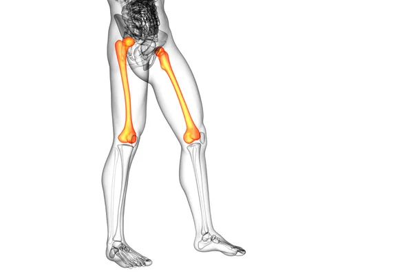 3D render orvosi illusztráció, a femur csont — Stock Fotó