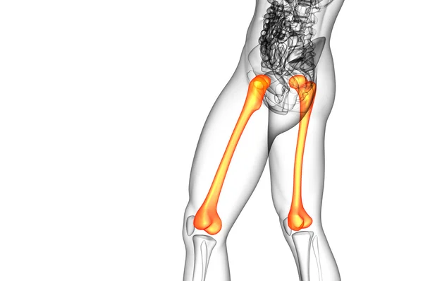 3D göra medicinsk illustration av lårbenet ben — Stockfoto