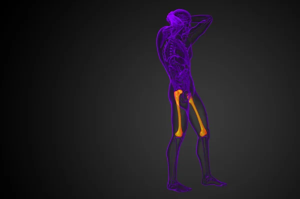 3d візуалізація медичної ілюстрації кістки стегнової кістки — стокове фото