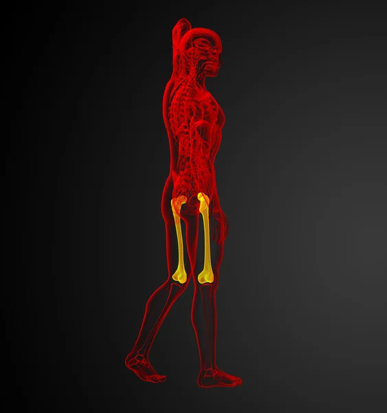 3d rendre illustration médicale de l'os du fémur — Photo