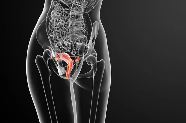 3D vykreslení lékařské ilustrace reprodukčního systému — Stock fotografie