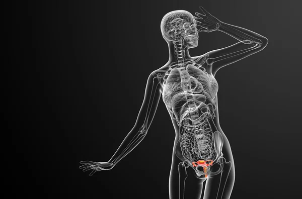 3D göra medicinsk illustration av det reproduktionssystemet — Stockfoto