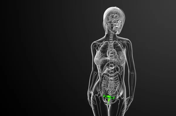 Illustration médicale 3D du système reproducteur — Photo